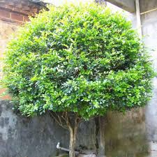 Dwarf orange jasmine bonsai tree satinwood murraya paniculata 6y.o 12 tall. 2021 Murraya Exotica Murraya Exotica For Afforestation Tree Buy Murraya Paniculata Seeds Murraya Exotica Seeds Afforestation Tree Seeds Product On Alibaba Com