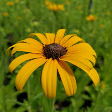 Image result for Renealmia susanneae-katziae