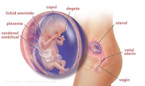 Majoritatea organelor interne ale bebelusului sunt complet dezvoltate. Sarcina Pe Saptamani Si Luni De La Conceptie Pana La Nastere In Saptamani Si Luni Clubul Bebelusilor