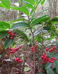 Redberries are berries harvested from a redberry bush planted in a bush patch, requiring level 10 farming. Five Facts About Coral Ardisia In Florida Florida Museum Science