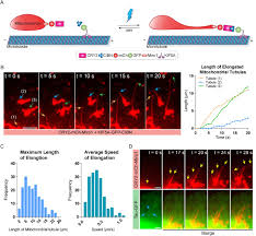 The net movement of na+ and leaking of k+ to the outside of the cell causes a potential difference (voltage) across the membrane. Light Inducible Deformation Of Mitochondria In Live Cells Biorxiv