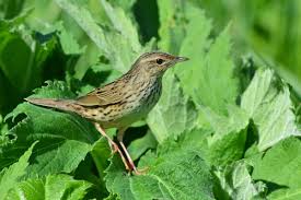 Image result for Landolphia lanceolata