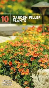 Check spelling or type a new query. 10 Garden Filler Plants Plants Fruit Garden Plans Annual Plants
