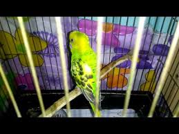 Muhabbet Kusum Ciftlesti Ne Zaman Yumurtlar Onemli Parakeet Bugderigars Youtube