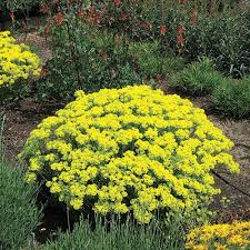 Flowers of sulfur (british spelling flowers of sulphur) is a very fine, bright yellow sulfur powder that is produced by sublimation and deposition. Eriogonum Umbellatum Proliferum Prolific Sulfur Buckwheat High Country Gardens