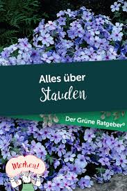 Stauden Pflanz Und Pflegetipps In 2020 Stauden Pflanzen Stauden Pflanzen
