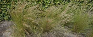 Mar 10, 2014 · das federgras (stipa) macht immer eine gute figur! Federgras Pflegen Gartenhit24 De
