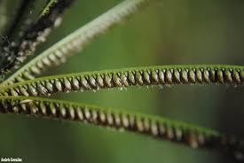 Image result for Eustachys paspaloides