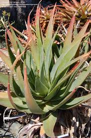 Image result for Aloe bukobana