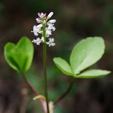 Neither clay nor very acidic soils are hospitable to lemon verbena; Dried Herbs Urban Fringe