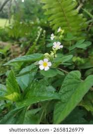 Image result for Oxalis barrelieri