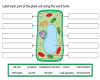 Check spelling or type a new query. Plant And Animal Cell Worksheets