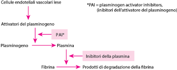 Quest'ultima dipende da fattori esposti dai tessuti lesionati (membrana basale), esposizione del tissue factor (tromboplastina) che lega il fattore 7 e lo attiva. Panoramica Sull Emostasi Ematologia E Oncologia Manuali Msd Edizione Professionisti