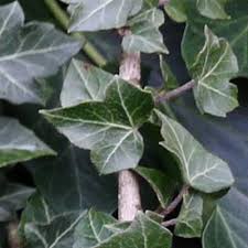 Image result for Astropanax polysciadius