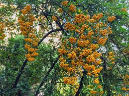 Image result for Pyracantha coccinea golden charmer