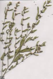 Image result for Sida acuta