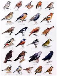 Garden Bird Chart Fairy Garden Bird Identification