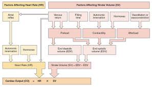 stroke volume and cardiac output