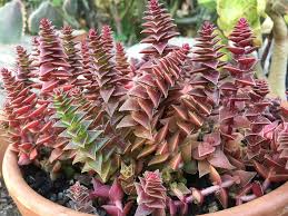 Image result for Crassula capitella