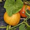 Even so, this eggplant relative is used in some asian cuisine, but in this part of the world it's not grown as an edible, but for its usefulness as an autumnal decoration. Https Encrypted Tbn0 Gstatic Com Images Q Tbn And9gctvc3jp0jjdcp79xoiutxiwqztl1zyaky6crjeyt8joyu0cb12 Usqp Cau