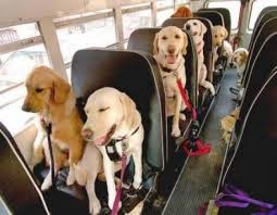 Field Trip Dog School Funny Animal Pictures Dogs