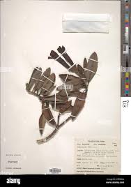 Image result for Delostoma