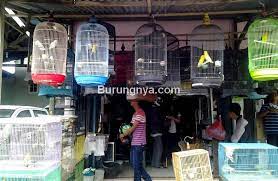 Misalnya, jika anda memiliki banyak pasangan. 10 Harga Sangkar Burung Lovebird Termurah Hingga Termahal Burungnya Com