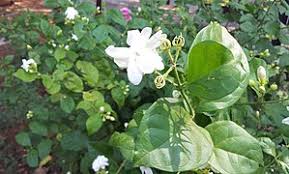 Jasmine flowers dried high quality 1/2oz 1oz 2oz natural. Jasmine Wikipedia