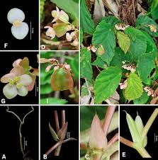 Image result for Begoniaceae