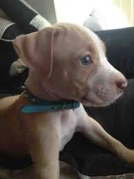 In most cases, grey pitbull puppies will be born with bright blue eye color. Puppy Eye Color Go Pitbull Forums