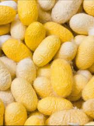 Silkworm Cocoons Inspire Tough Materials Abc News In Science