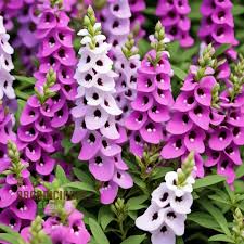 Image result for Angelonia