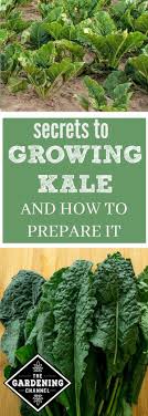 Flowering kale, brassica oleracea var. How To Grow Kale Including Three Favorite Ways To Prepare Kale Gardening Channel Growing Kale Kale Gardening Organic Vegetable Garden