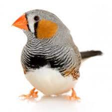 Download this premium vector about illustrator of zebra finch bird, and discover more than 11 million professional graphic resources on freepik. Zebra Finch Personality Food Care Pet Birds By Lafeber Co