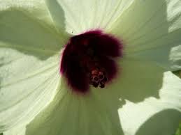 Image result for Hibiscus diversifolius