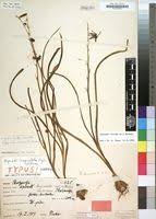 Image result for Dipcadi viride