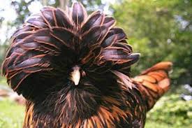 Pin Di Sabung Ayam