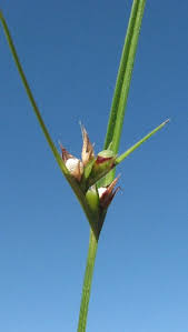 Image result for Scleria rehmannii