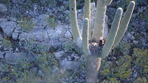 The snow capped santa catalina mountains with saguaros near sabino canyon in the late afternoon sunshine on friday after a rare city wide snowfall in tucson, arizona on thursday morning. Bald Eagles Found Nesting In An Arizona Cactus For The First Time In Decades Nbc Los Angeles