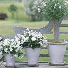 Discover a great bunch of pictures of flowers. White Flowers In Your Garden