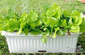 If you're great with growing gorgeous flowers in your window boxes, you should do fine with growing fresh vegetables when starting a window box garden, it's going to be difficult to use the cheap window boxes. How To Grow A Container Vegetable Garden