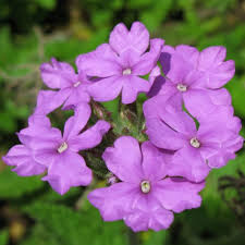 Image result for Vandellia subracemosa