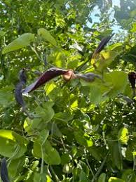 Image result for Aristolochia albida