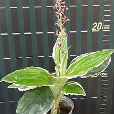 Image result for Liparis mulindana