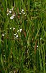Image result for Valeriana capensis