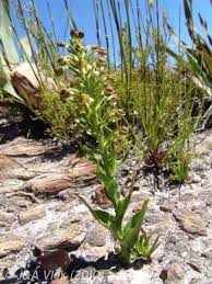 Image result for Brachycorythis