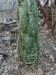 Image result for Adenia karibaensis