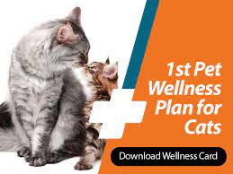 Pets first veterinary center is proud to serve bryn mawr, pa and the surrounding areas. Puppies And Kittens Plans 1st Pet Of Phoenix Az