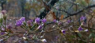 Image result for Rhipidoglossum microphyllum