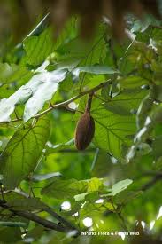 Image result for Pterospermum acerifolium